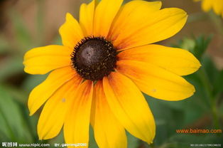 明玉草花苗木 優(yōu)質禮品花卉的選擇