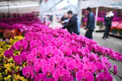 綻放世界之巔 我國成為世界最大花卉生產國，禮品花卉銷售迎來新機遇